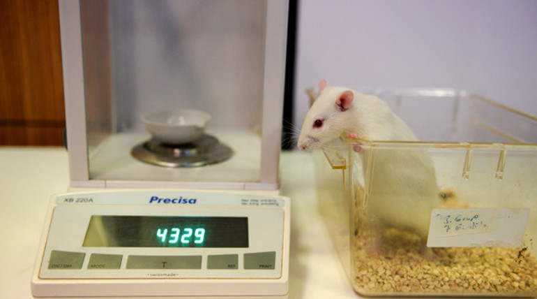 Zihin gelişiminde bor mucizesi