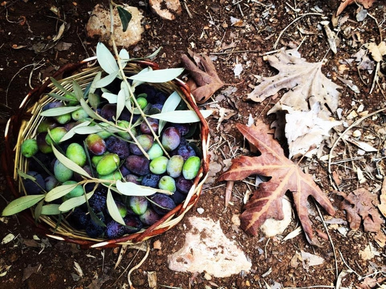 Slow Olive için geri sayım başladı