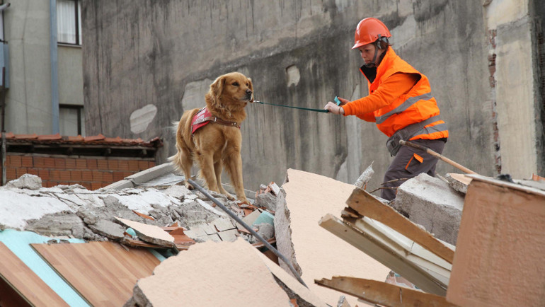 O diğer köpeklerden farklı