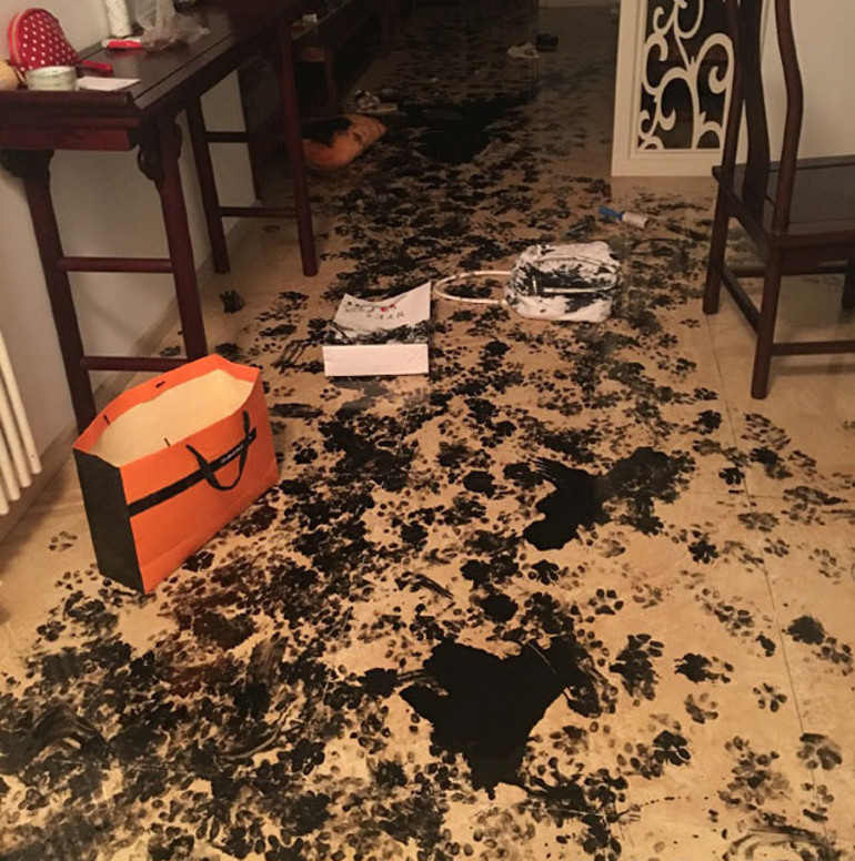 Evde üç saat yalnız kalan köpek yaptıklarıyla sosyal medyayı salladı