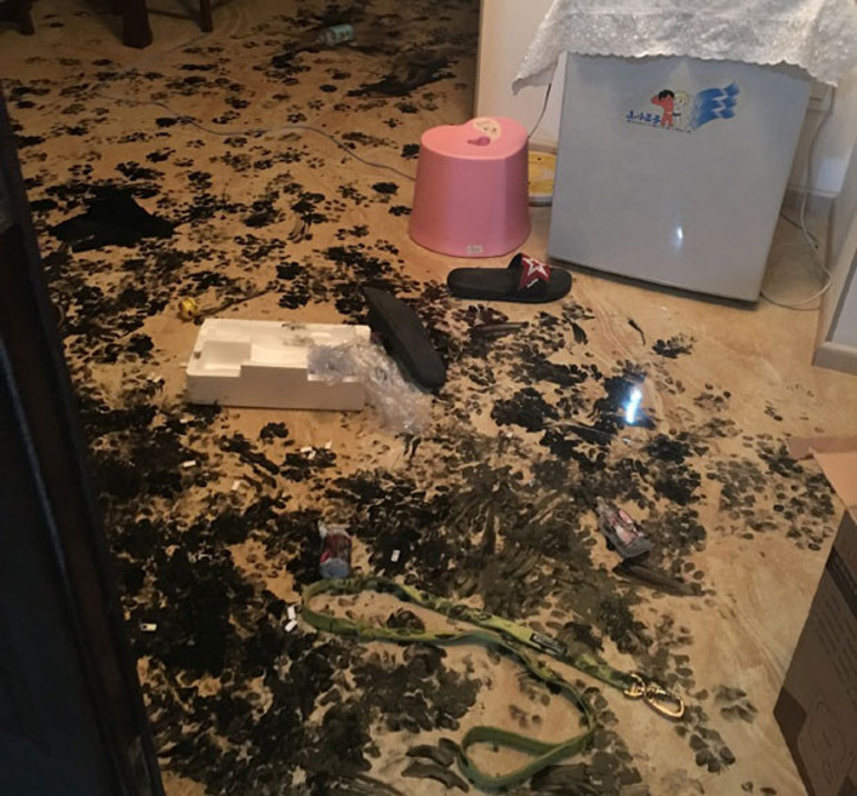 Evde üç saat yalnız kalan köpek yaptıklarıyla sosyal medyayı salladı