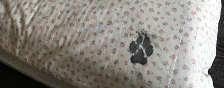 Evde üç saat yalnız kalan köpek yaptıklarıyla sosyal medyayı salladı