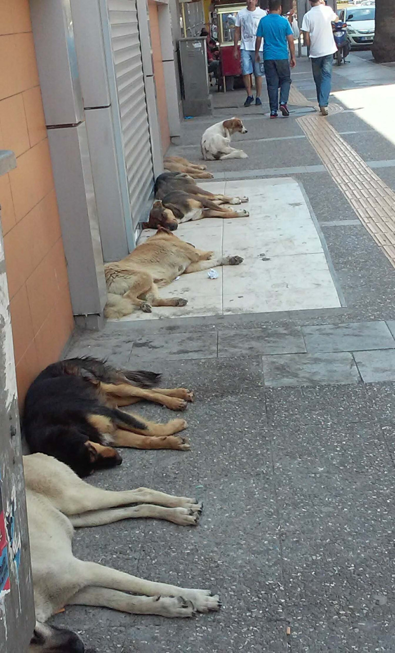 Köpeklerin siestası