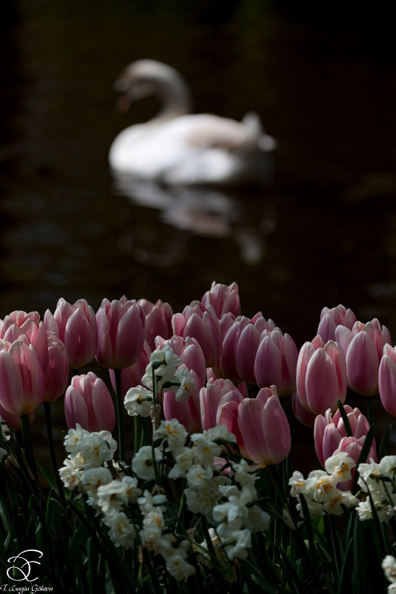 Amsterdamda laleler arasında renklerin büyüsüne yolculuk