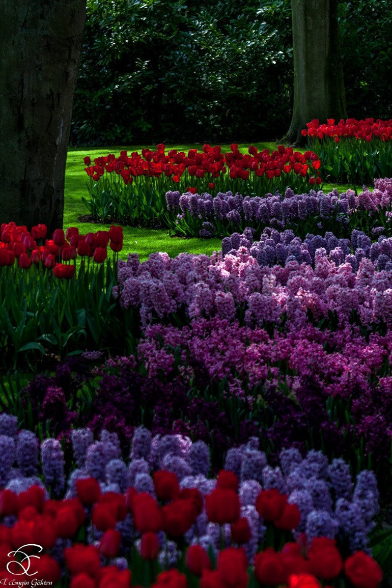 Amsterdamda laleler arasında renklerin büyüsüne yolculuk