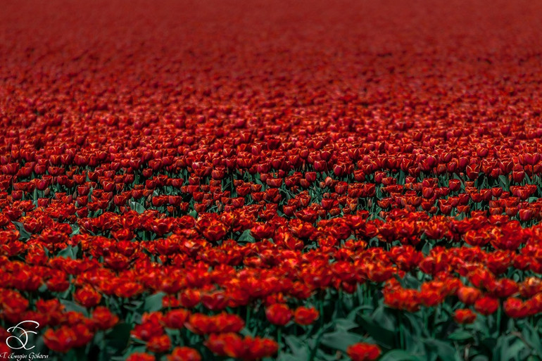 Amsterdamda laleler arasında renklerin büyüsüne yolculuk