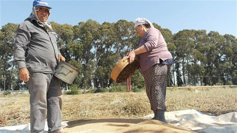Sarı susama Japonlar talip oldu