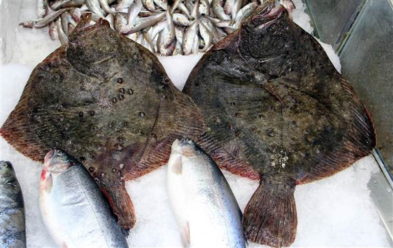 Kalkan balığı tadımlık oldu