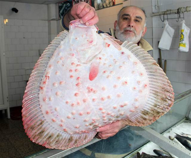 Kalkan balığı tadımlık oldu