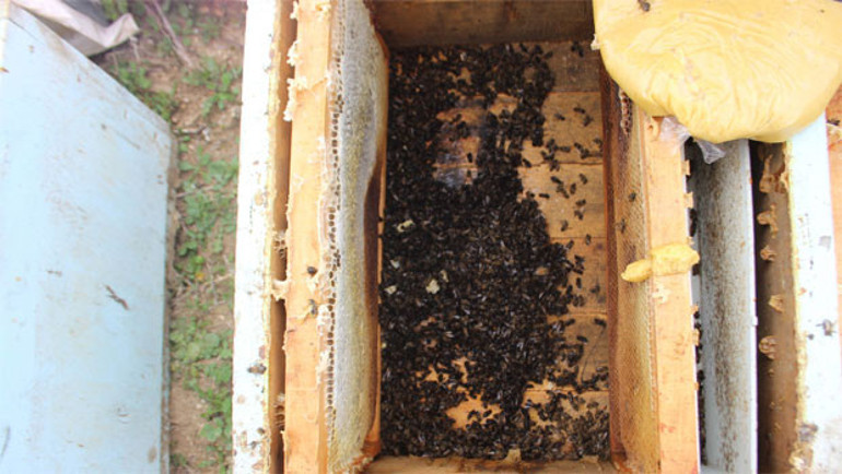 Böyle kin görülmedi