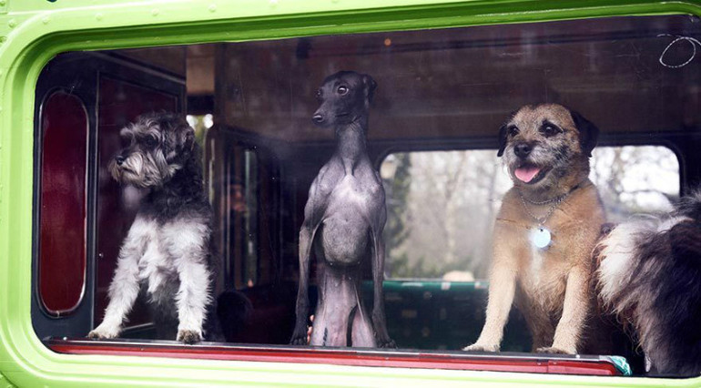 Londrada köpeklere özel şehir turu yapılıyor