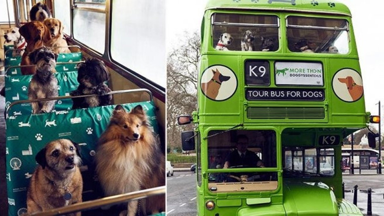 Londrada köpeklere özel şehir turu yapılıyor
