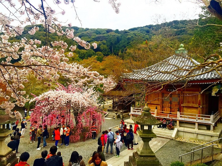Teknolojinin ve baharın yurdu: Kyoto / Japonya