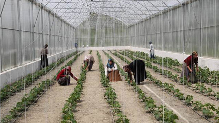Hakkari’nin seracı kadınları