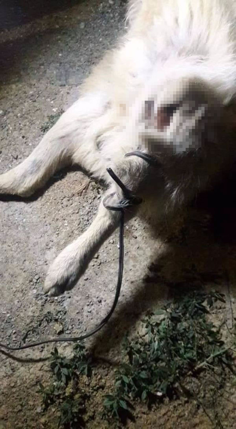 İnsanlıktan utandıran olay Zehirleyip, işkence edip, yaktılar...