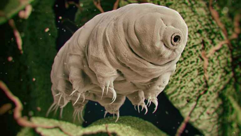 10 milyar yıl yaşayabilen ilginç canlı: tardigrad