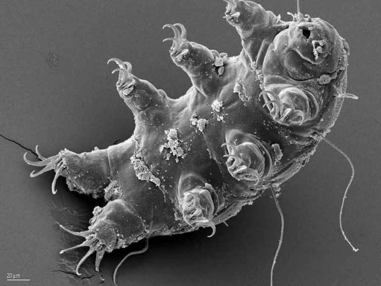10 milyar yıl yaşayabilen ilginç canlı: tardigrad