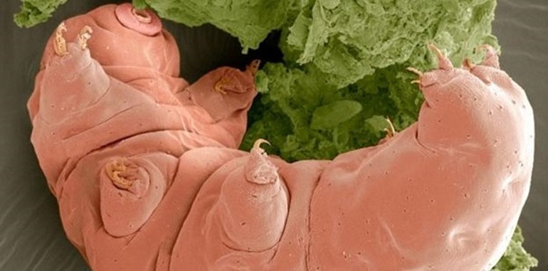 10 milyar yıl yaşayabilen ilginç canlı: tardigrad