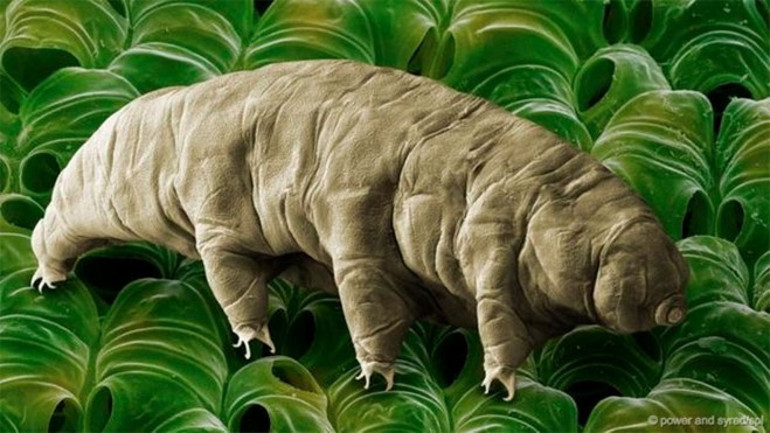 10 milyar yıl yaşayabilen ilginç canlı: tardigrad
