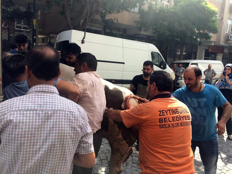 İstanbulda boğa alarmı Kilometrelerce kaçtı, iki ilçeyi birbirine kattı