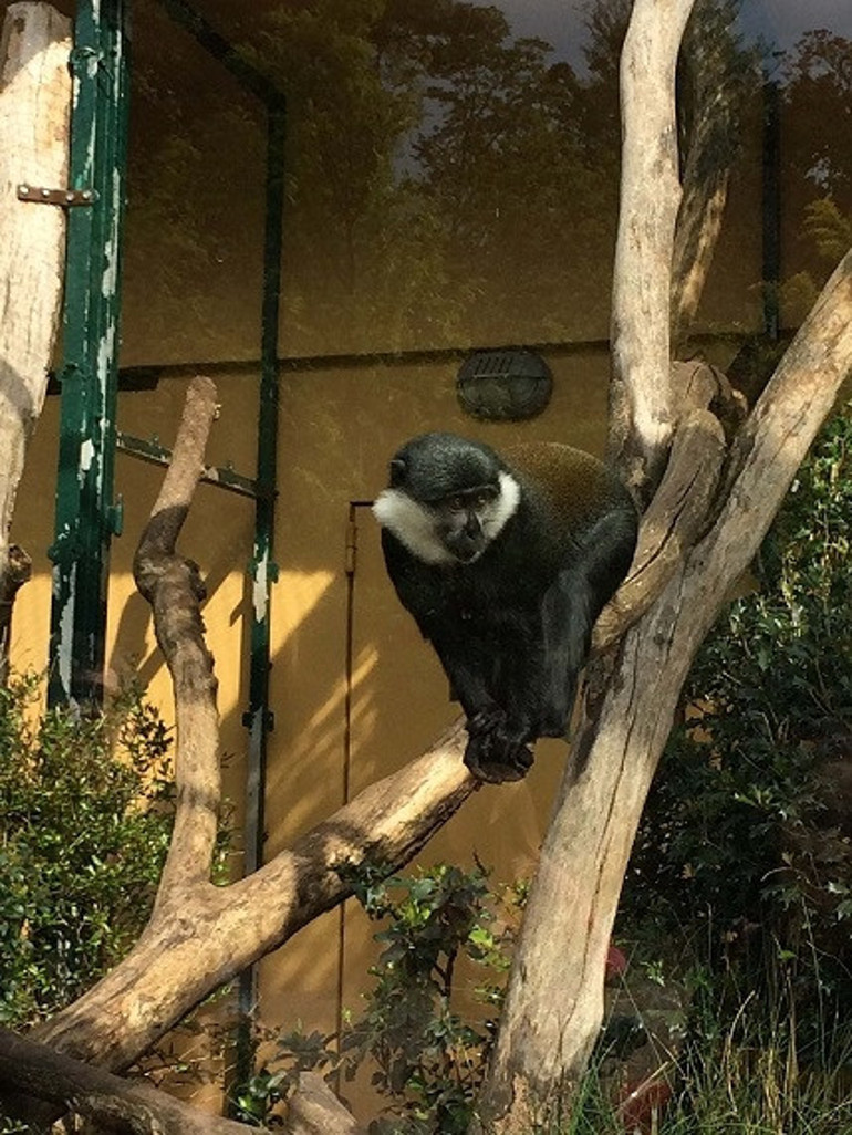 Fransız gibi yaşamak için Lyona seyahat