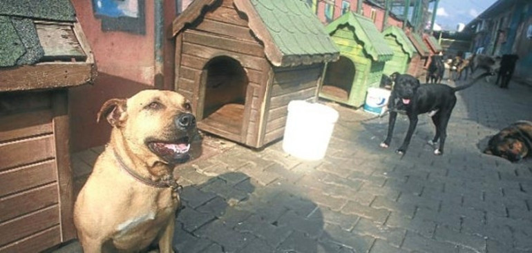 İstanbul’da hayvanlara sıcak bir ev olan 3 önemli barınak
