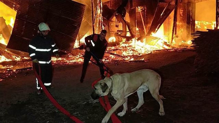Palet fabrikası alev alev yandı, zincirle bağlı olan köpeği ölümden itfaiye kurtardı
