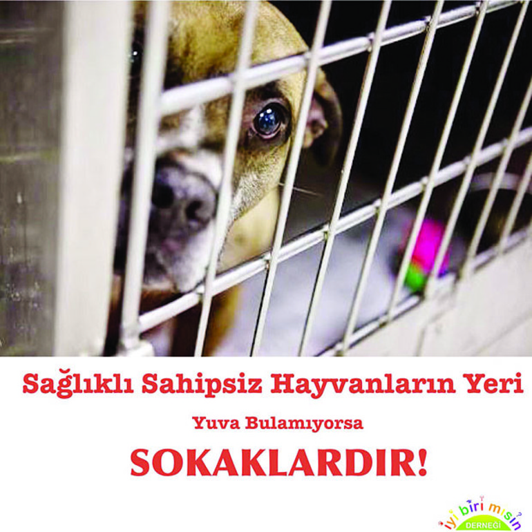 Sahipli sahipsiz fark etmez hayvana şiddet kabahat değil suçtur