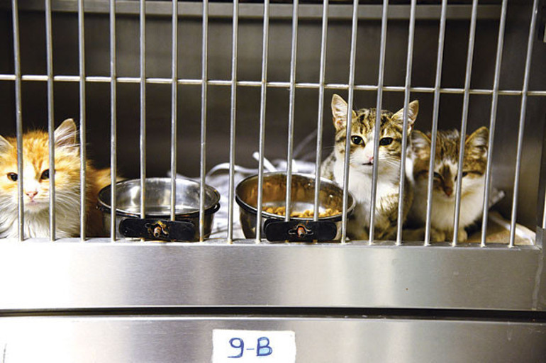 Sahipli sahipsiz fark etmez hayvana şiddet kabahat değil suçtur