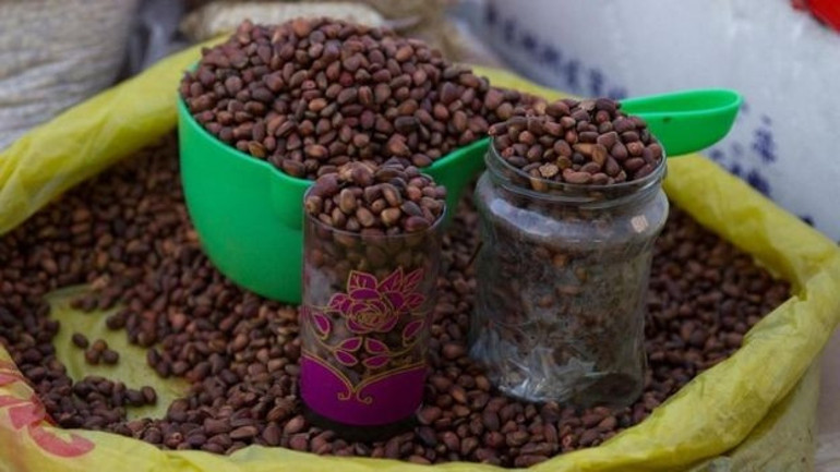 Moğollar neden çam fıstığına düşkün