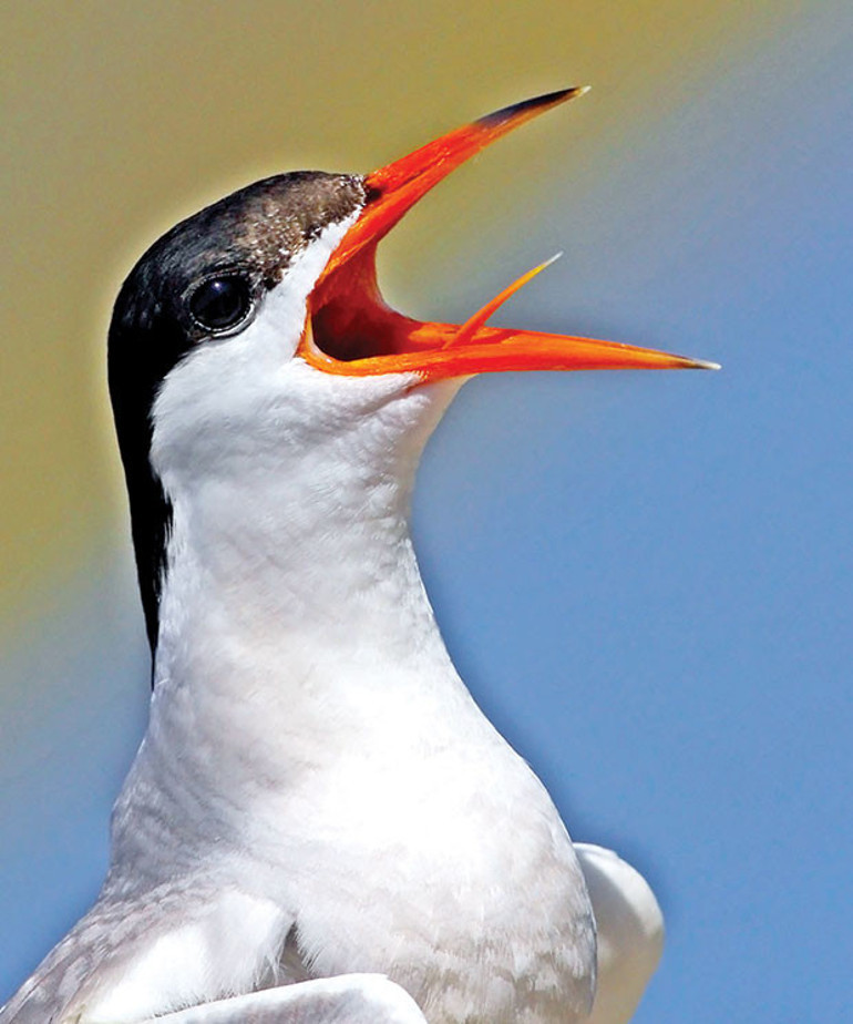 Kanalın ucundan tehlike göründü