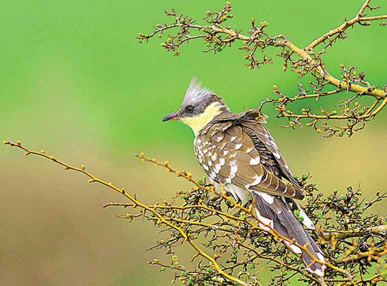 Kanalın ucundan tehlike göründü