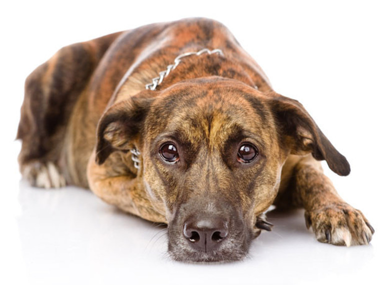 Köpekler suçlu olduklarında neden üzgün surat takınırlar