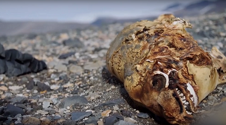 Antarktika’da hiç kar tutmayan ilginç vadi