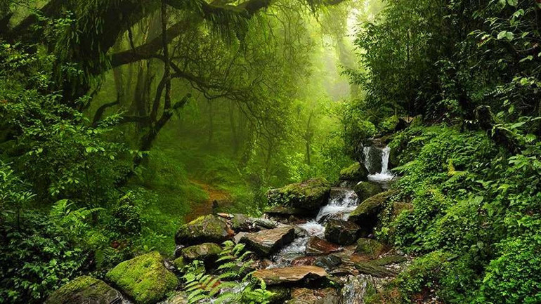 Dünyanın oksijen kaynağı: Amazon yağmur ormanları - Hürriyet Seyahat