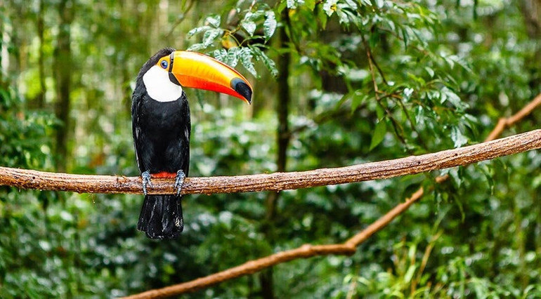 Dünyanın oksijen kaynağı: Amazon yağmur ormanları