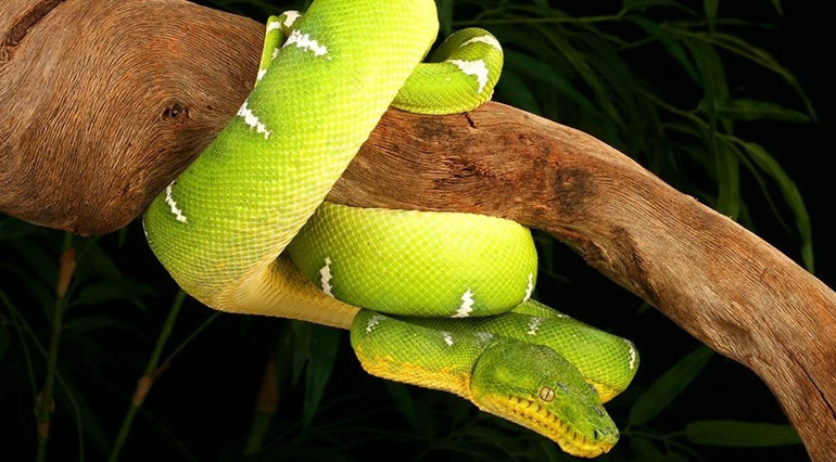 Dünyanın oksijen kaynağı: Amazon yağmur ormanları