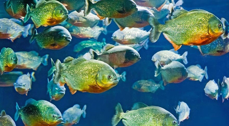 Dünyanın oksijen kaynağı: Amazon yağmur ormanları