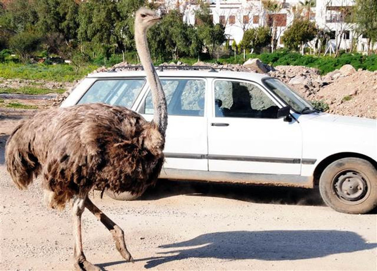 Bodrumda Bihter şaşkınlığı