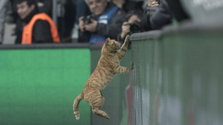 Beşiktaş - Bayern Münih maçına giren kedi İngiliz basının ve sosyal medyanın gündeminde