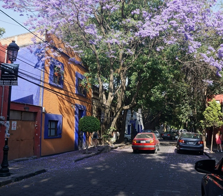 Yeşil kokulu kent: Coyoacan