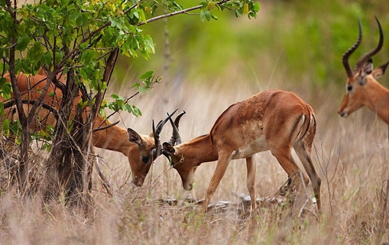 Vahşi doğanın kalbi: Kruger Ulusal Parkı