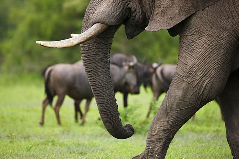 Vahşi doğanın kalbi: Kruger Ulusal Parkı