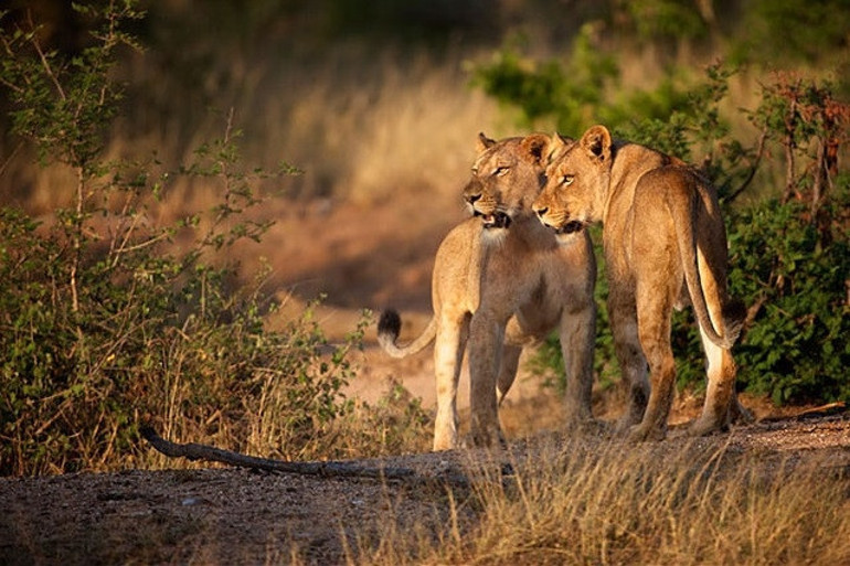 Vahşi doğanın kalbi: Kruger Ulusal Parkı