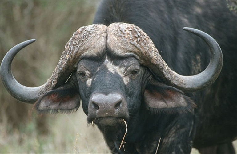 Vahşi doğanın kalbi: Kruger Ulusal Parkı