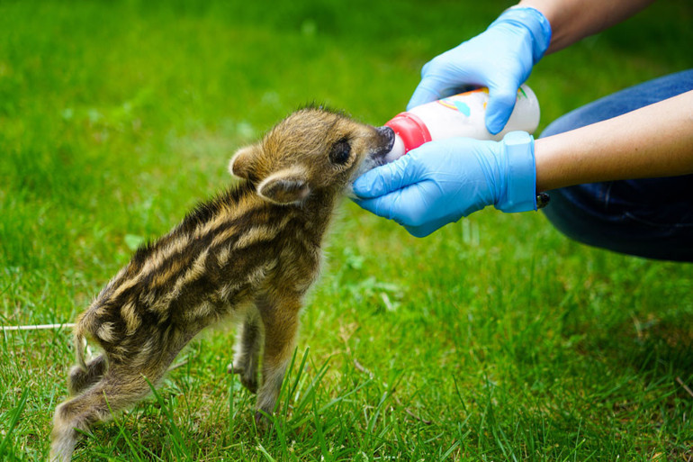 Vatandaşlar ormanda buldu Koruma altına alındı