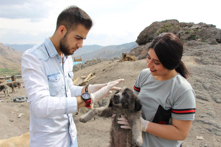 Öğrenci ve akademisyenler, sokak hayvanları için seferber