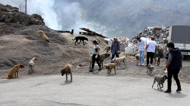 Öğrenci ve akademisyenler, sokak hayvanları için seferber