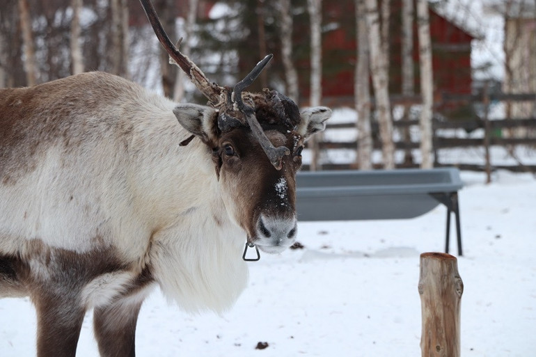 Kuzey ışığı izinde İsveç Kiruna’ya