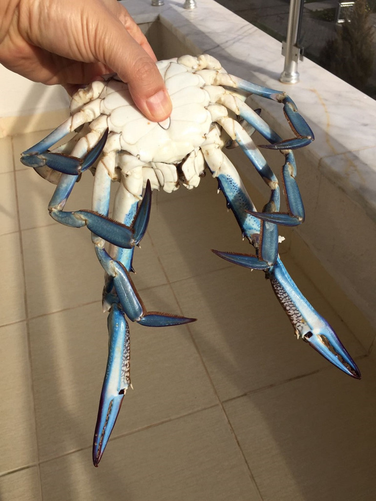 Mavi yengecin peşinde Dalyan’dan Demre’ye